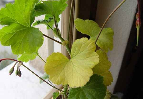 Почему желтеют листья герани в домашних условиях?