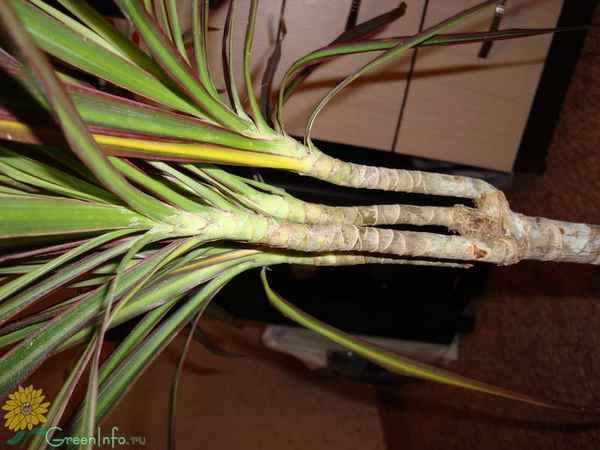 Почему у драцены сохнут листья и что при этом делать