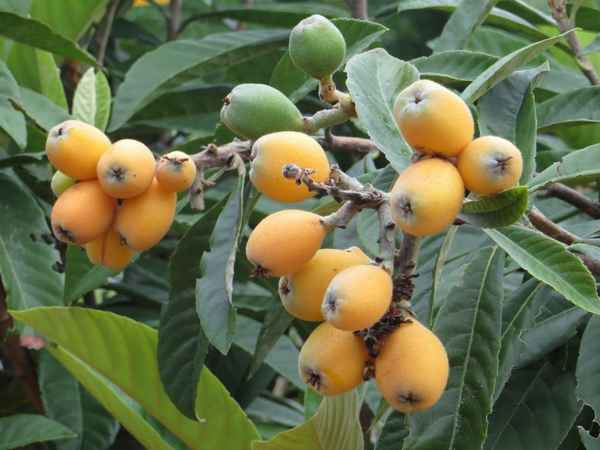 Мушмула: описание сортов, уход и выращивание в домашних условиях