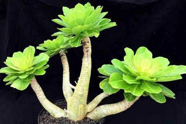 Бригамия: уход в домашних условиях