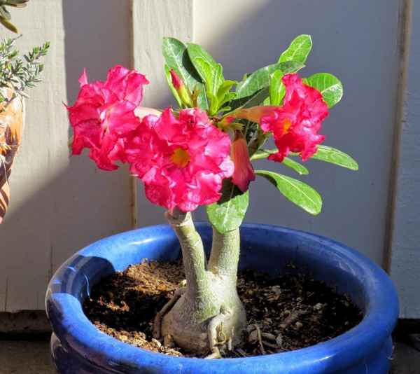 Адениум тучный: описание, выращивание и уход в домашних условиях