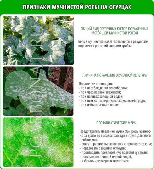 Как бороться с мучнистой росой на огурцах?