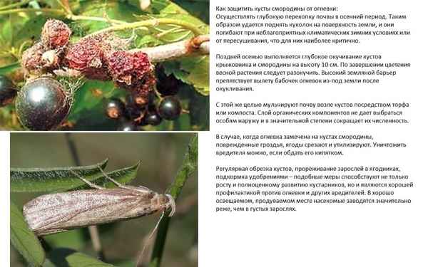 Как избавиться от огнёвки на смородине