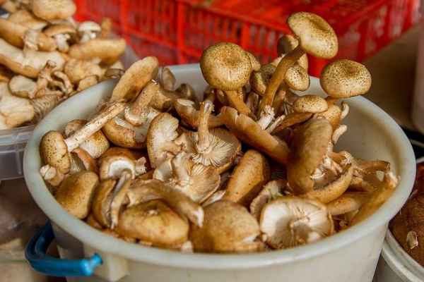 Засушивание опят на зиму