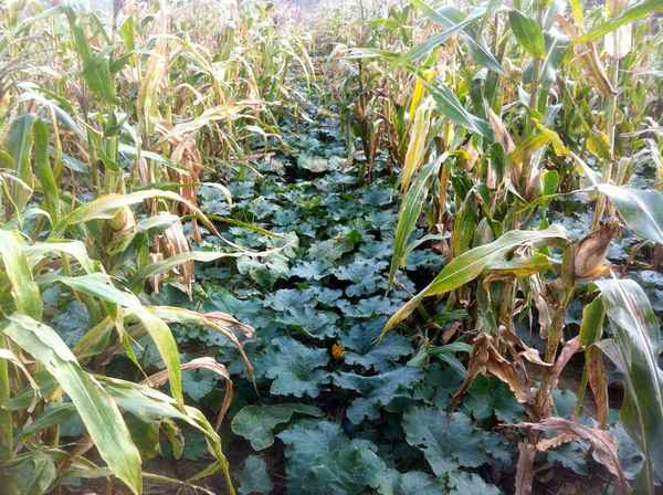 Никаких прополок! 5 способов уберечь грядки в сильную жару