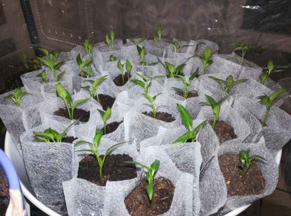Преимущества биоразлагаемых контейнеров для рассады