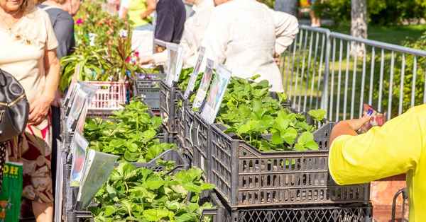 Как продать излишки урожая и рассады, не выходя из дома