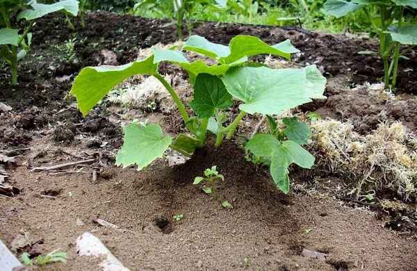 Секреты высокого урожая в 2020