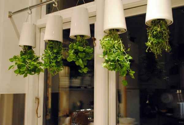 Самое необычное выращивание растений, или давай поговорим о методе выращивания растений вверх ногами