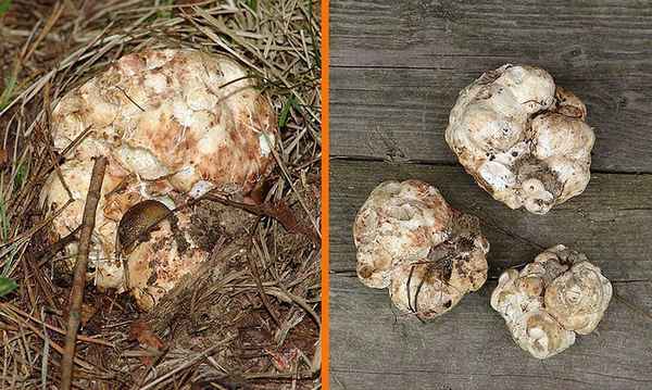 Как найти и собирать трюфель в Подмосковье