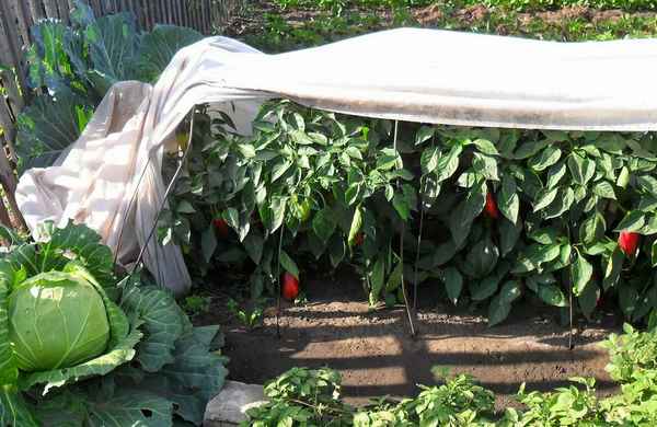 Интересный способ выращивания перца для огородников