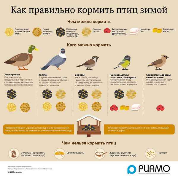 Что больше любят птицы: что можно и нельзя сыпать в кормушку?