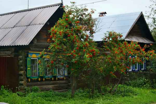 Соседка по даче посадила рябину возле дома: когда я узнала, зачем, то посадила тоже