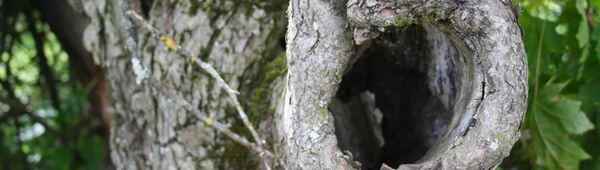 Дупла на плодовых деревьях: больше пользы или вреда для будущего урожая