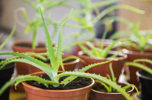 Народный заменитель Корневина! Укореняем черенок за один день