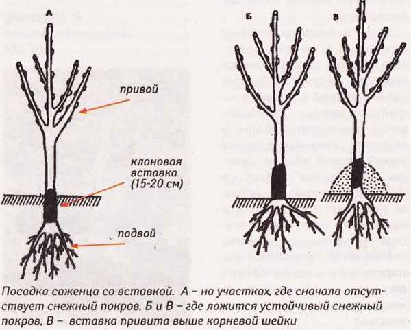 Подвой: что это такое и как его вырастить?