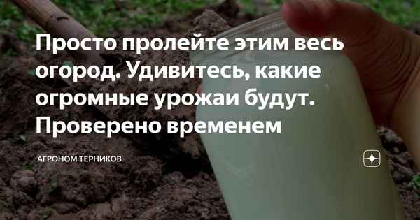 В ноябре пролейте этим весь огород! Вы удивитесь огромному урожаю