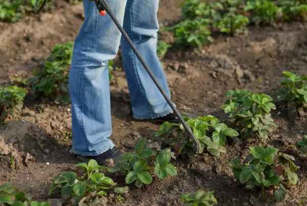 Дайте эту смесь всем плодовым деревьям осенью
