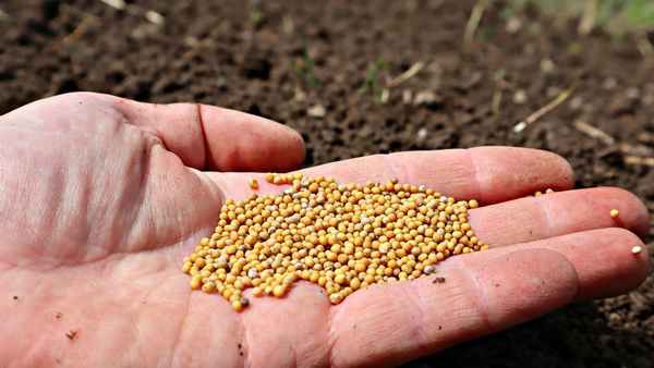 Вы тоже будете так делать! Вот для чего сосед сеет горчицу в ноябре под зиму