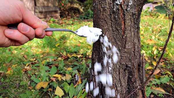 Высыпаю по 3-4 столовые ложки под вишни, сливы и яблони в конце осени. Получаю фантастический урожай!