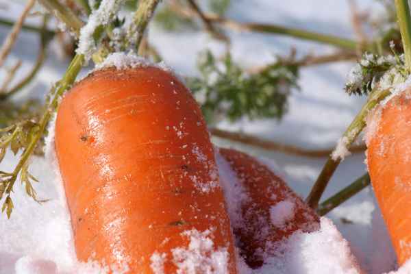 Как спасти урожай после осенних заморозков