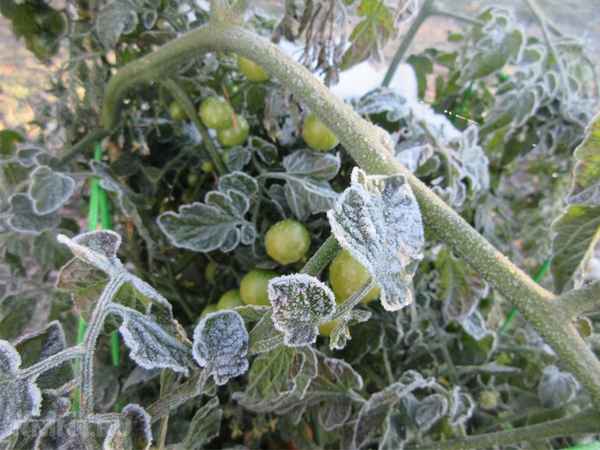 Их нужно спасать в первую очередь! Какие культуры больше всего боятся заморозков?