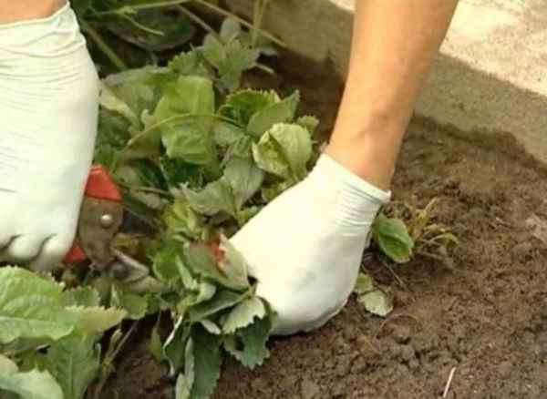 Как подготовить клубнику к зиме, чтобы не остаться без урожая