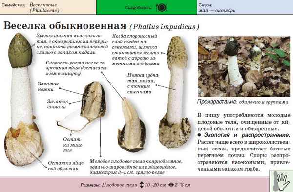 Лечебные свойства и противопоказания гриба весёлка