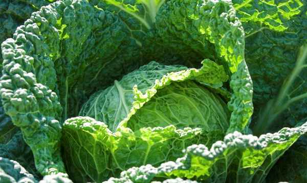 Выращивание и уход за савойской капустой в открытом грунте