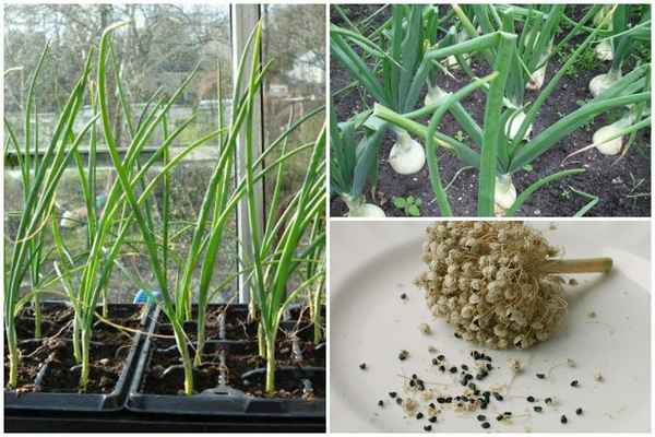 Особенности выращивания лука из семян в домашних условиях