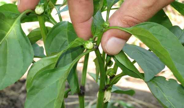 Надо ли пасынковать болгарский перец