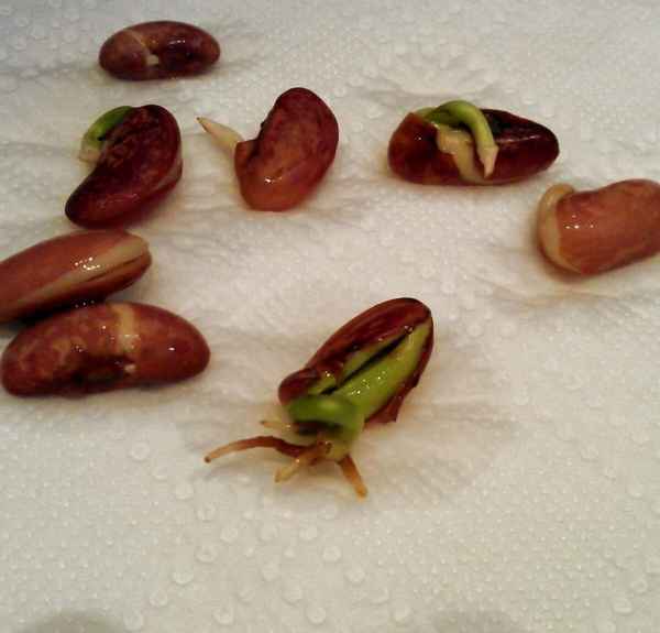 Как вырастить фасоль в домашних условиях?