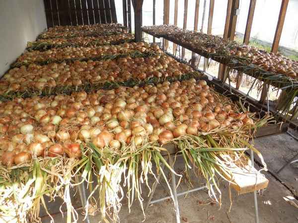 Правила уборки и хранения репчатого лука