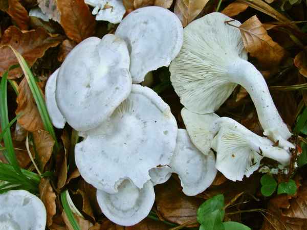 Съедобная ли беловатая говорушка, описание и распространение гриба