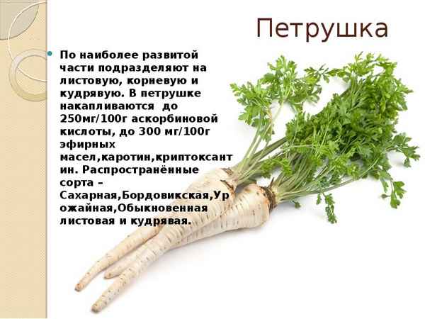 Корень петрушки: описание, полезные свойства и противопоказания