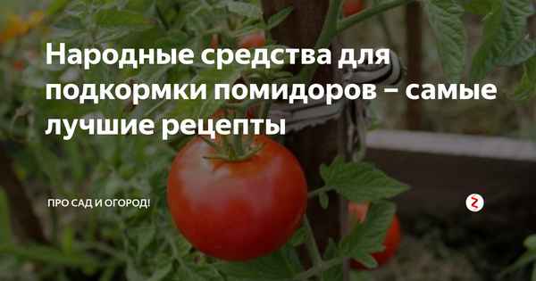 Проверенные народные рецепты подкормки томатов