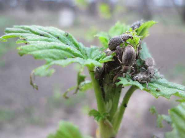 Чем обработать смородину от долгоносика