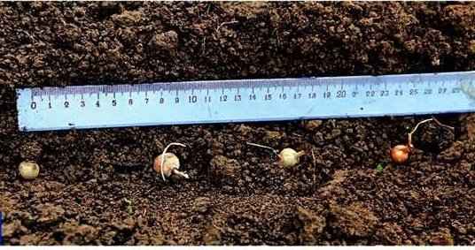 Как правильно и на каком расстоянии нужно сажать лук