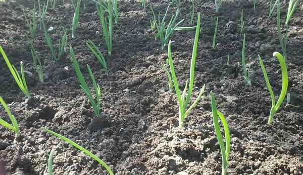 Что делать, если взошёл озимый лук осенью?