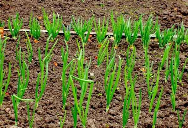 Особенности выращивания и ухода за луком Радар
