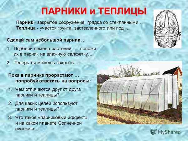 Что такое парник и в чём его отличие от теплицы