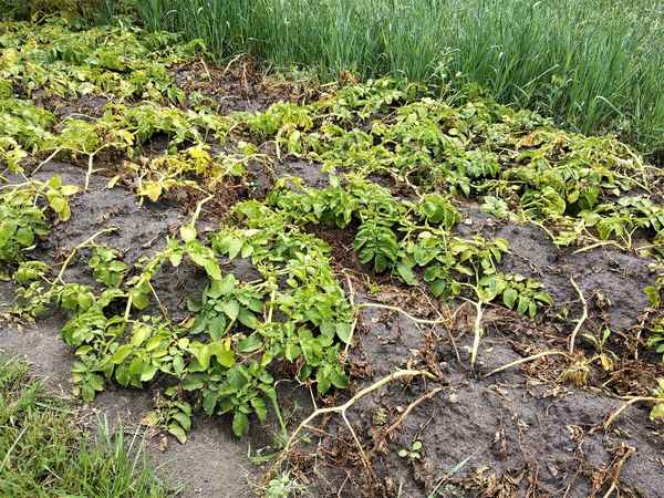 Как можно использовать ботву картофеля?