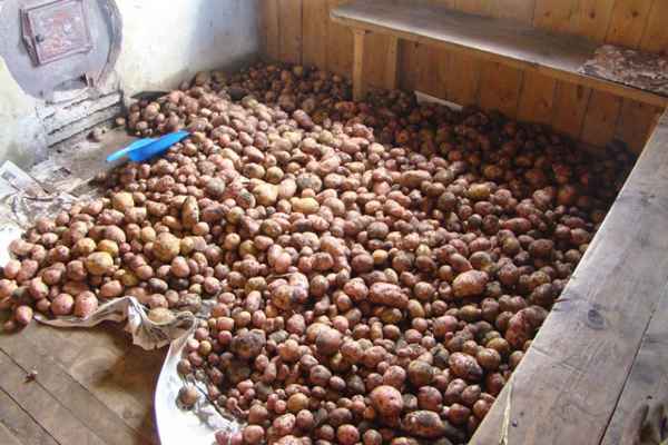 Как сушить картофель после копки?