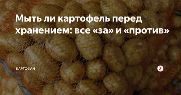 Нужно ли мыть картофель перед хранением?