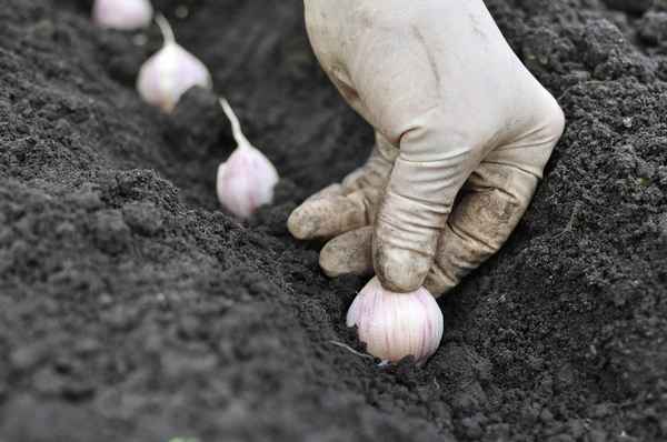 Как правильно посадить чеснок осенью, чтобы урожай порадовал летом