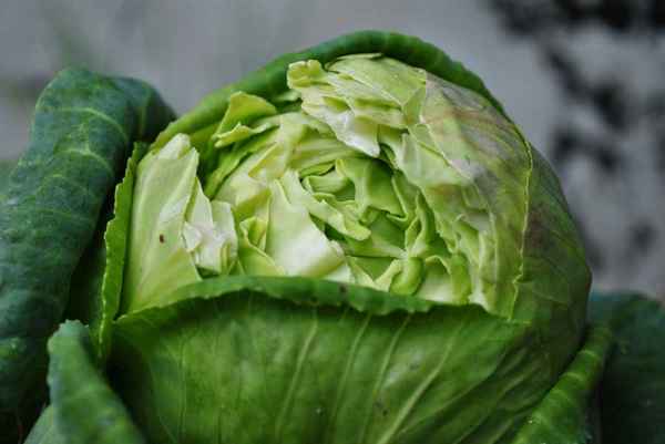 Почему трескается белокочанная капуста и как этого избежать?