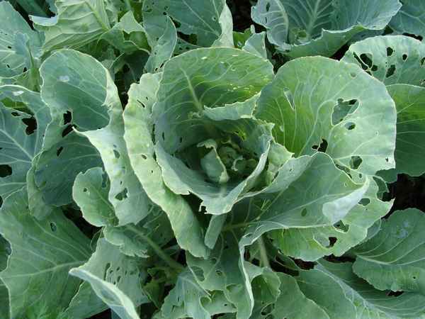 Листья капусты в дырках: что делать, обработка народными средствами