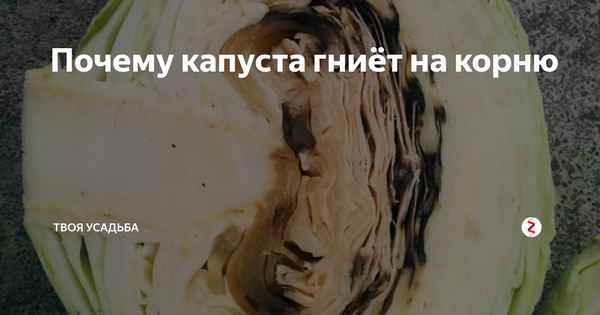 Почему капуста гниёт на корню