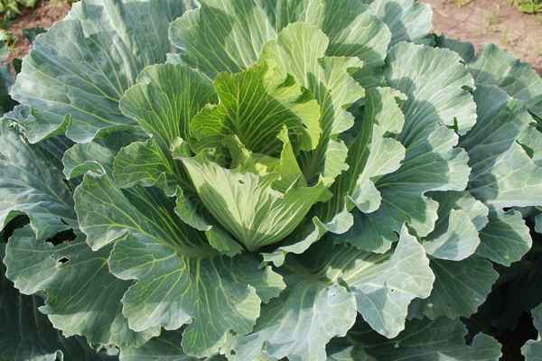 Что делать, если капуста не завязывается в кочан