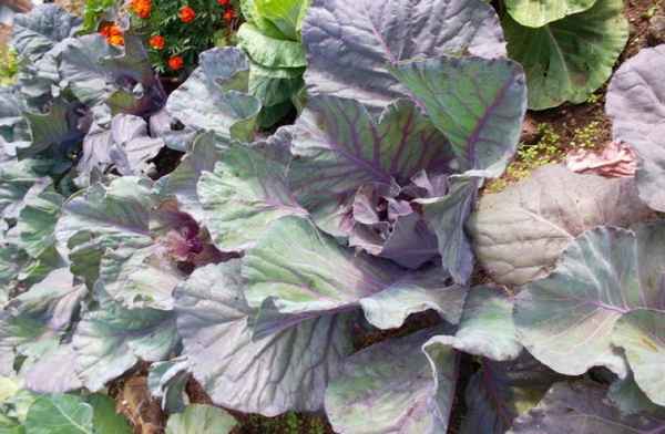 Фиолетовые листья у капусты